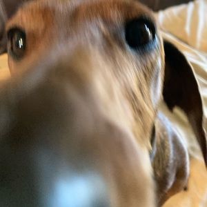 Meet your Posher, Priscilla